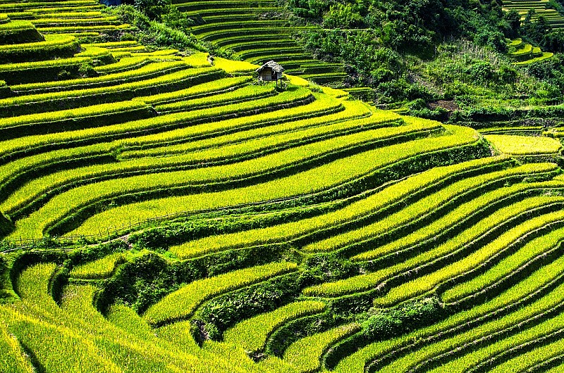 rice-terraces-164410_1280